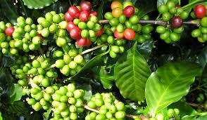 5-hydroxytryptophan (5-HTP)