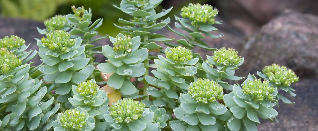 Rhodiola Rosea